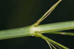 Giant cutgrass